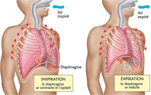 RDP Respiration abdominale